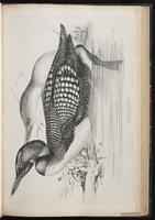 Common Loon, Great Northern Diver, Great Northern Loon, Plongeon huard, Colimbo mayor plate 48