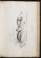 Little Grebe plate 47