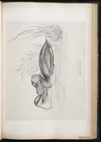 Horned Grebe, Grèbe esclavon, Zambullidor cornudo plate 46