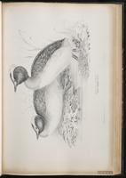 Horned Grebe, Grèbe esclavon, Zambullidor cornudo plate 45