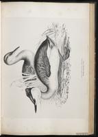 Red-necked Grebe, Grèbe jougris plate 44