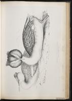 Great Crested Grebe plate 43