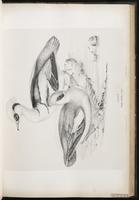 Smew, harle piette plate 42