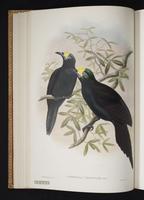 Monograph of the Paradiseidae, 1:55