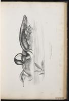 Hooded Merganser, harle couronné, Mergo cresta blanca plate 41