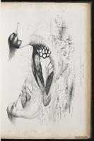 Red-breasted Merganser, harle huppé, Mergo copetón, plate 40