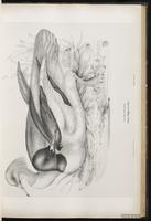 Common Merganser, grand harle, Mergo mayor plate 39