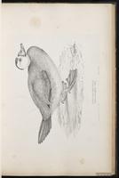 White-headed Duck plate 38