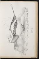 Long-tailed Duck, Oldsquaw, harelde kakawi, Pato cola larga plate 37
