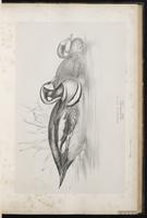 Harlequin Duck, arlequin plongeur, Pato arlequín plate 36