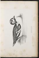 Barrow's Goldeneye, garrot d'Islande plate 35