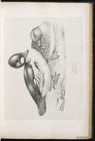 Common Goldeneye, garrot à oeil d'or, Pato chillón plate 34