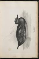 Black Scoter, macreuse noire, Negreta negra plate 33