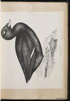 Velvet Scoter, White-winged Scoter, macreuse brune, Negreta ala blanc plate 32