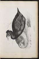 Surf Scoter, macreuse à front blanc, Negreta nuca blanca plate 31