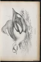 King Eider, eider à tête grise plate 30