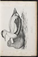 Common Eider, eider à duvet plate 29