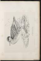 Marbled Duck plate 28