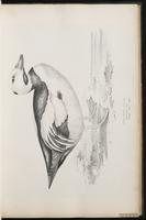 Steller's Eider, eider de Steller plate 27