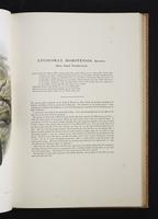 Monograph of the Paradiseidae, 1:52