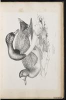 Greater Scaup, fuligule milouinan, Pato boludo-mayor plate 26