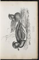 Tufted Duck, fuligule morillon plate 25
