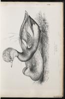 Red-crested Pochard plate 24