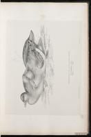 Ferruginous Duck plate 23