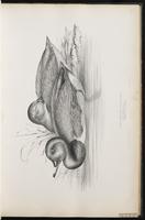 Common Pochard plate 22