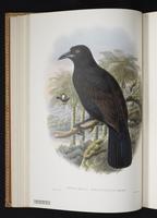 Monograph of the Paradiseidae, 1:51