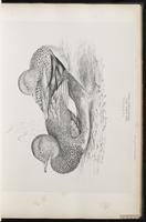 Gadwall, canard chipeau, Pato friso plate 21