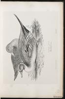 Northern Pintail, canard pilet, Pato golondrino plate 20