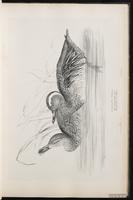 Garganey, Cerceta ceja blanca, sarcelle d'été plate 19