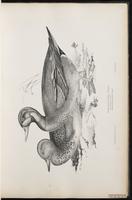 Baikal Teal plate 18