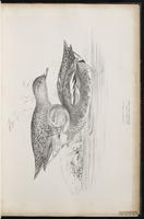 Eurasian Teal, Green-winged Teal, Cerceta ala verde, sarcelle d'hiver plate 17