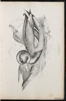 Mallard, canard colvert, Pato de collar plate 16