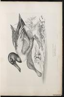 Yellow-browed Warbler plate 15