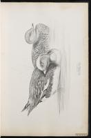 Eurasian Wigeon, canard siffleur, Pato silbón plate 14