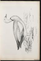 Ruddy Shelduck, canard des Bahamas plate 13