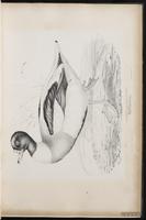 Common Shelduck, tadorne de Belon plate 12