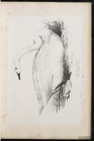 Tundra Swan, Cisne de tundra, cygne siffleur plate 11