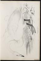 Whooper Swan plate 10