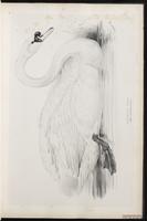 Mute Swan. cygne tuburculé plate 9