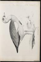 Egyptian Goose plate 8