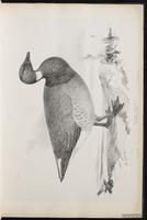 Brant, Brant Goose, Brent Goose, bernache cravant, Ganso de collar plate 7