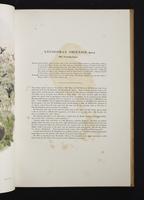 Monograph of the Paradiseidae, 1:48