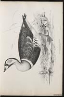 Red-breasted Goose plate 6