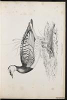 Barnacle Goose, bernache nonnette plate 5