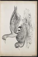 Greater White-fronted Goose, Ganso careto-mayor, oie rieuse plate 4