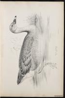 Bean Goose, oie des moissons plate 3